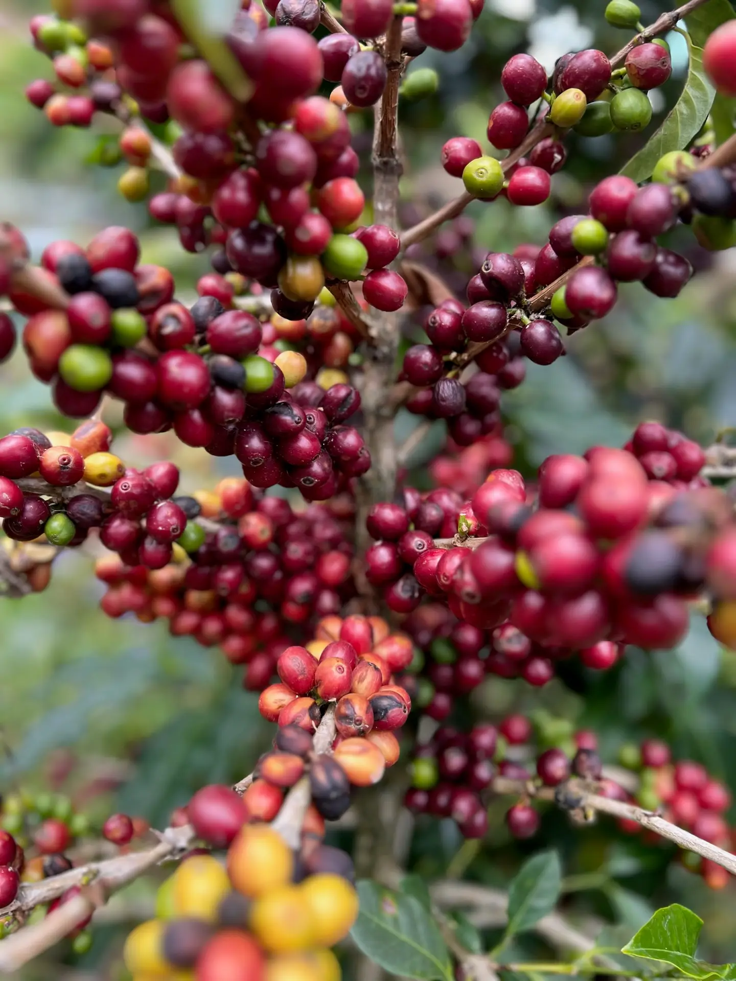 différence entre café de spécialité et café conventionnel