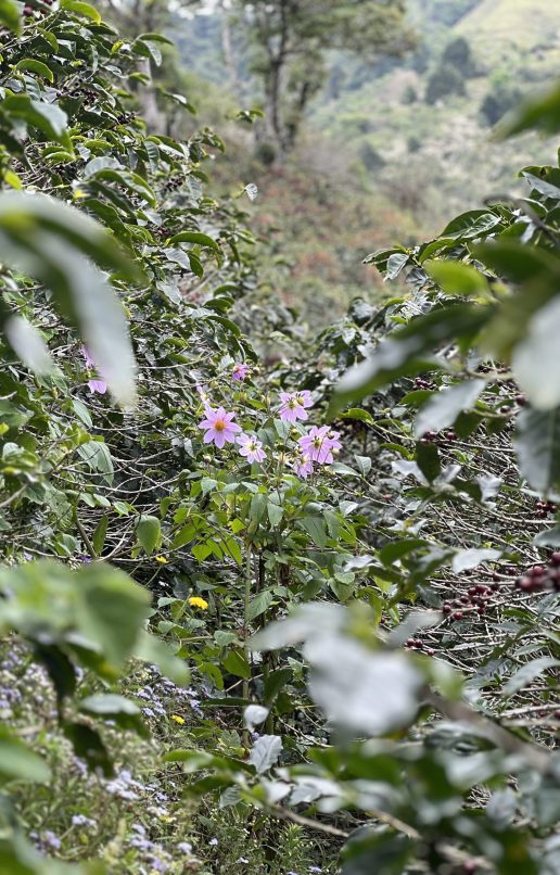 3 sections articles photo number 1 agri regenerative (home page) (1)