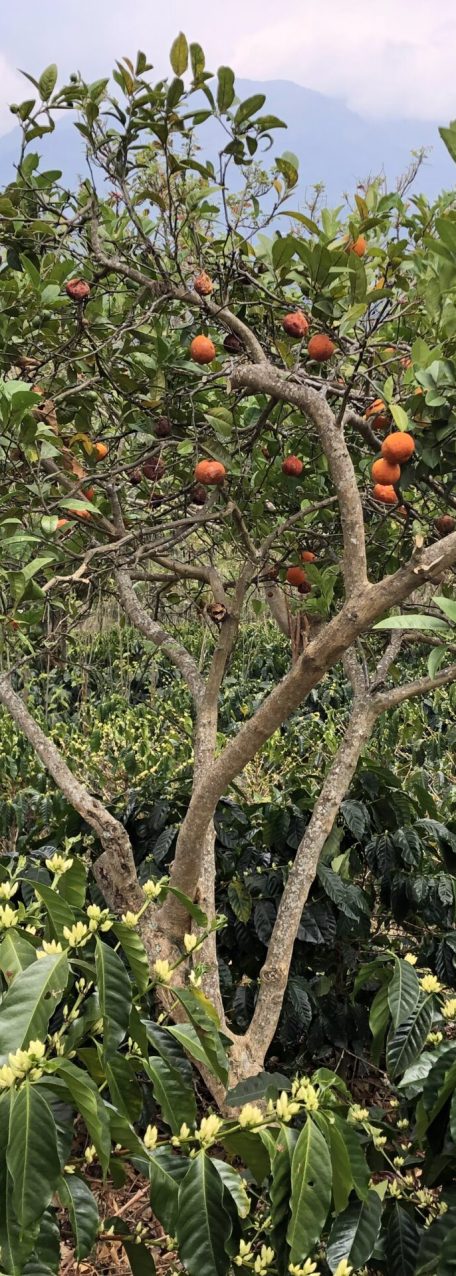 article 2 petite photo