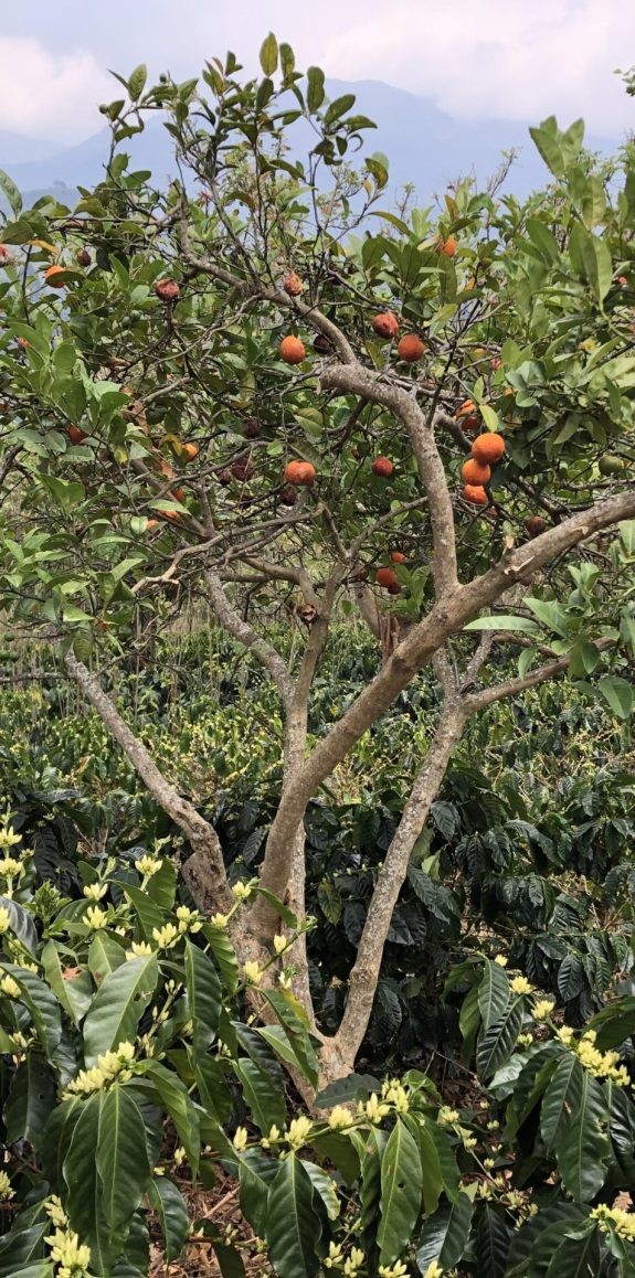 article 2 petite photo