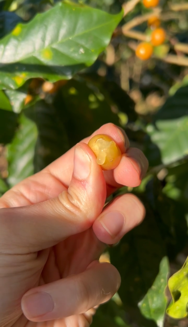 qu’est ce que le mucilage et en quoi impacte t il le café en tasse (1)