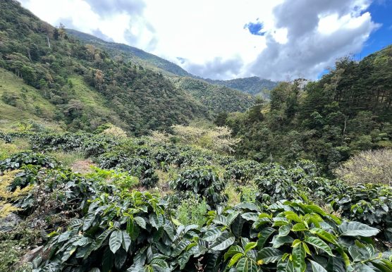 article 1 grande photo option 2