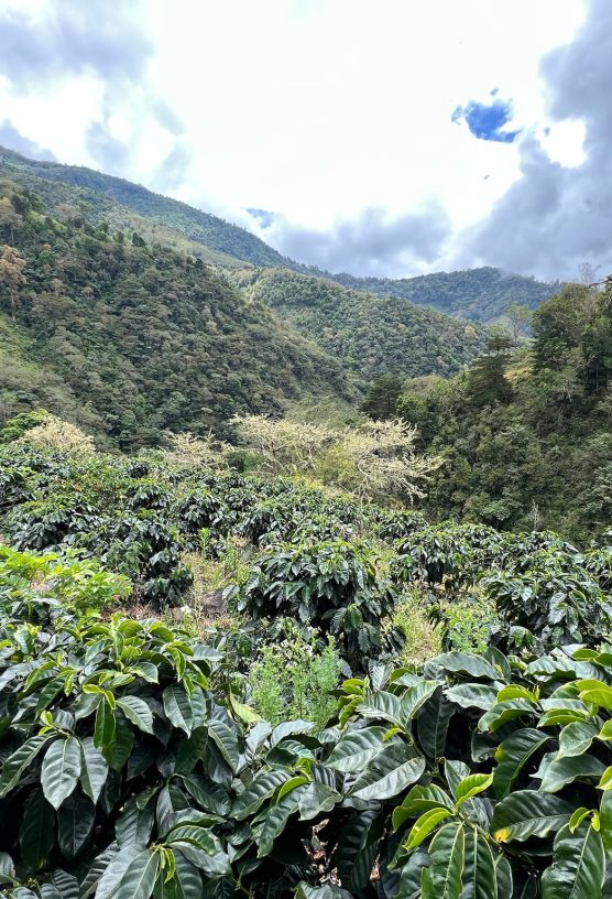 article 1 grande photo option 2